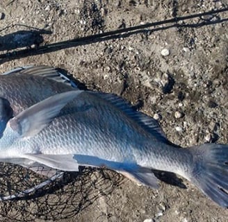 black drum