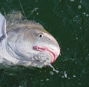 Black Drum