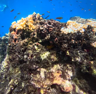 Coral Reefs in Cano Island ,Costa Rica .
