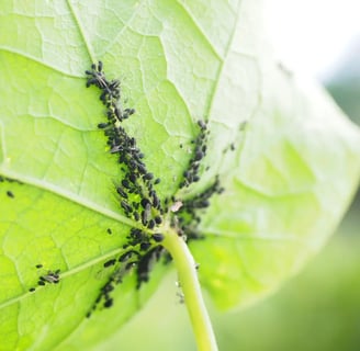 Invasion de pucerons noirs sous une feuille verte sur un balcon potager urbain