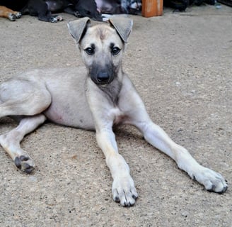 Greyhound Puppy