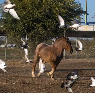 Caballos de Picar. Cuadra de Caballos Centenaria, Enrique Peña. Maestranza de Sevilla
