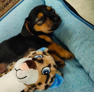 a puppy dog