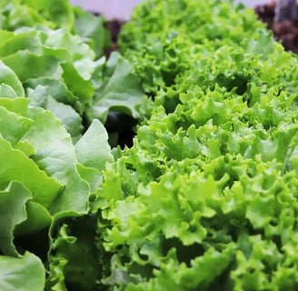 Feuilles de laitues pommées et frisées cultivées en pot sur un balcon