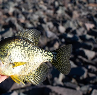 a hand holding a crappie fish