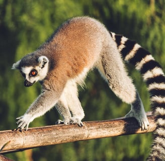 Lemure dalla coda ad anelli in Madagascar