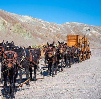 Death Valley, CA - A 20 mule team pulling wagons full of borax through the desert