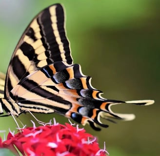 Papillon flambé butinant des fleurs rouges