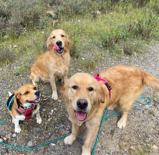 chiens en pension chez nanette ales