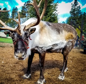 Leavenworth, WA - Is this Rudolph the reindeer at Leavenworth Reindeer Farm