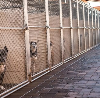 Dogs in kennel in dog shelter