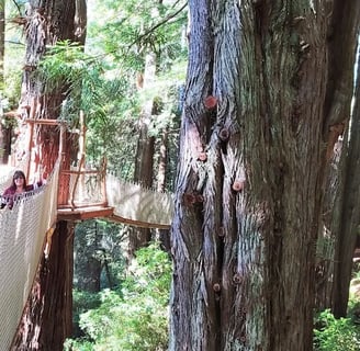 CA Coast - The Redwood Canopy Trail at Trees of Mystery has suspensions bridges between giant trees
