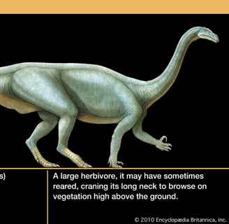 Plateosaurus