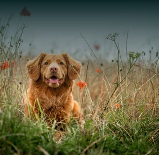 dogAdvisor ✲ dogadvisor ✲ dog advisor ✲ Blog for new dog owners ✲ dogs ✲ dog advisers ✲ dog advisors