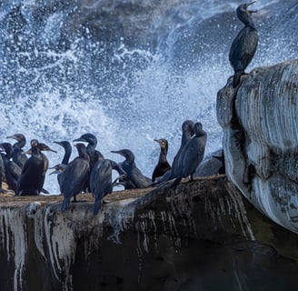 Cormorants on the La Jolla, CA shore during breeding season with ocean spray in the background
