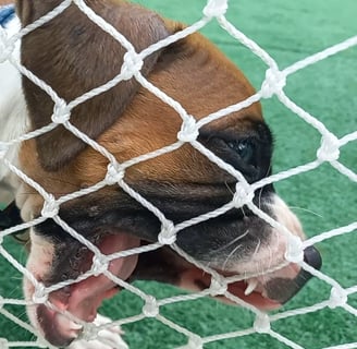 cachorro mordendo tela de proteção