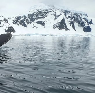 Anchorage, AK - A migrating gray whale off the coast of southern Alaska