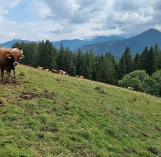 a cow standing on a grassy hill with a few cows and mountains in the background