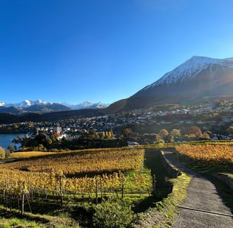 View from the Spiez Vineyards