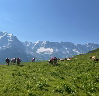 Cows above Mürren Switzerland