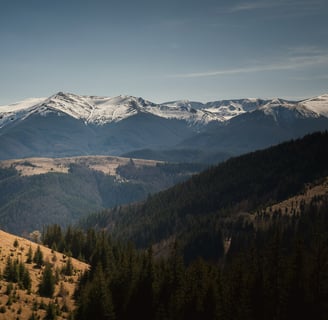 Kostrycha krayevyd na Chornohoru