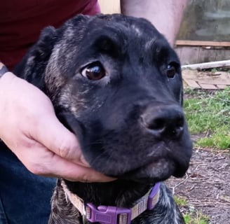 Cane Corso Brindle Female