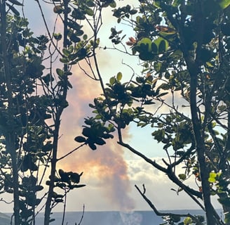 volcano smoke plume thru ohi'a trees
