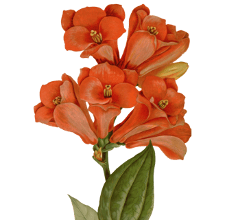 Vintage botanical illustration of a cluster of red flowers.