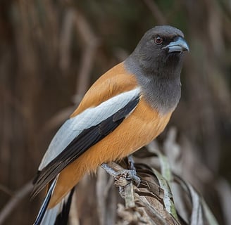 Bird in Ranthambore - North India tour package