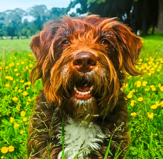 Hallie enjoying her group dog walk in Edinburgh