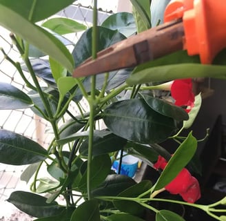 Poda mandevilla