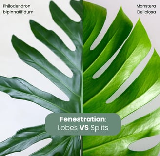 Guide to fenestrated leaves: splits vs lobes