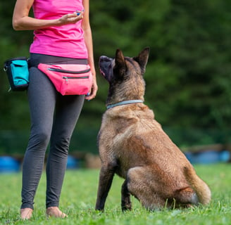 cachorro da raça pastor belga malinois de frente a uma pessoa que esta dando comandos para ele