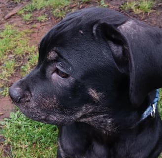 Cane Corso Brindle Socks Male