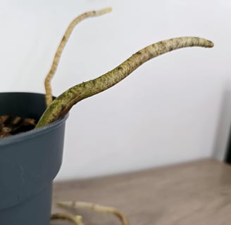 Monstera roots coming out of the plant pot