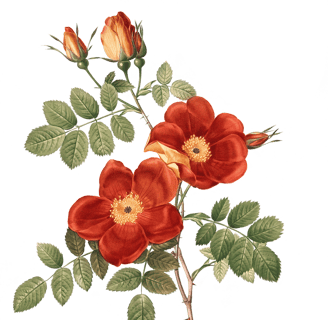 Vintage botanical illustration of a sprig of orange roses and rose buds.