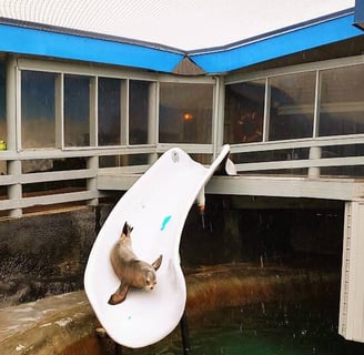 CA Coast - A seal sliding down a slide at Ocean World in Crescent City