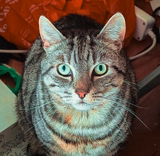 Ziggy posing for a photo update for his owner during cat visits in Edinburgh