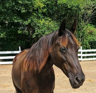 Health Vibes - horses can heal stress, a common human problem