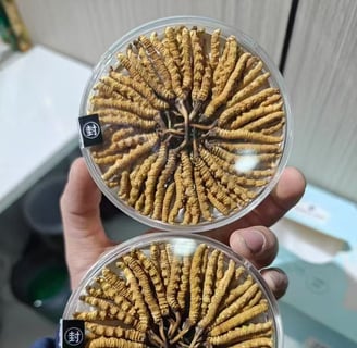 Hand-selected premium Tibetan Cordyceps displayed in transparent circular packaging, showcasing their quality and authenticit