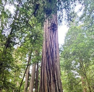 CA Coast - Giant trees along Howland Hill Rd, a narrow dirt road thru Jedediah Smith Redwood Park