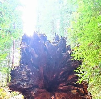 CA Coast - A giant redwood fallen over, see the la hole on the bottom that runs up the center
