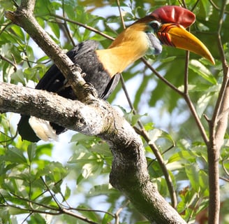 Bogani Explorer