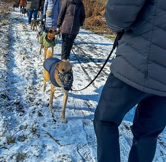 Social Walk & Hundetraining in Düren