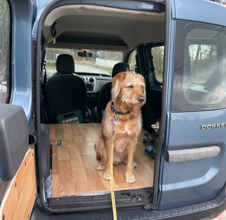 Hund sitzt im Innenraum des Dacia Dokker Campers und blickt neugierig nach draußen – bereit für das