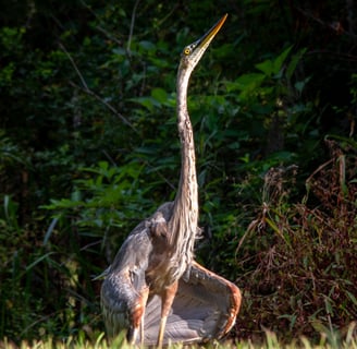 great blue heron doing some sort of mating ritual 