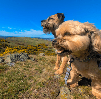 Rufus and Freddie taking in the views on their dog walk in Edinburgh