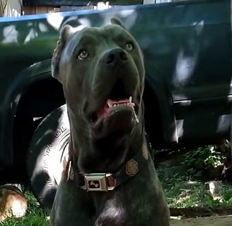 About Cane Corso Breed