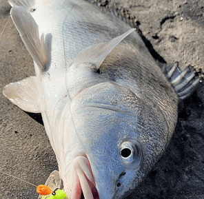 black drum
