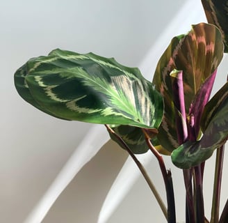 pianta di calathea con vaso grigio su tavolo di legno